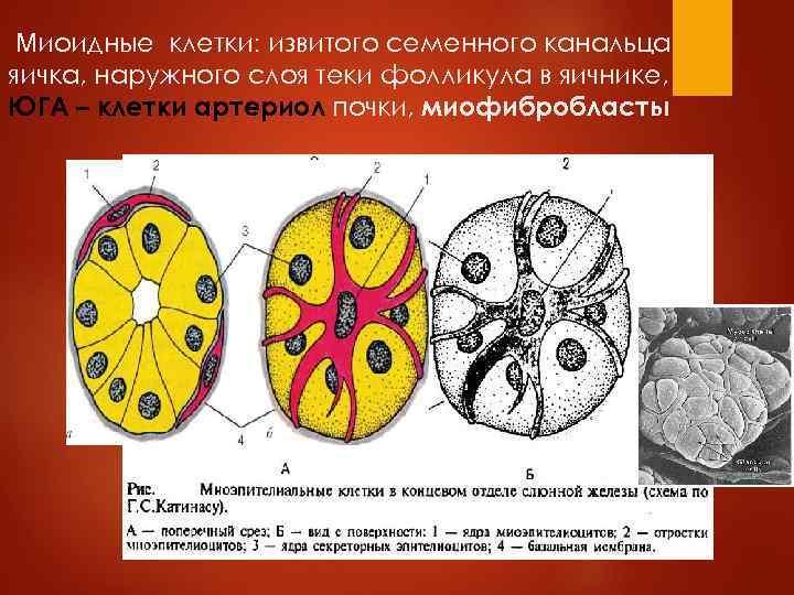 Миоидные клетки: извитого семенного канальца яичка, наружного слоя теки фолликула в яичнике, ЮГА –