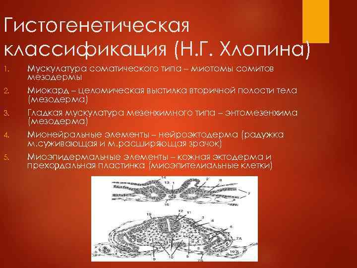 Гистогенетическая классификация (Н. Г. Хлопина) 1. Мускулатура соматического типа – миотомы сомитов мезодермы 2.