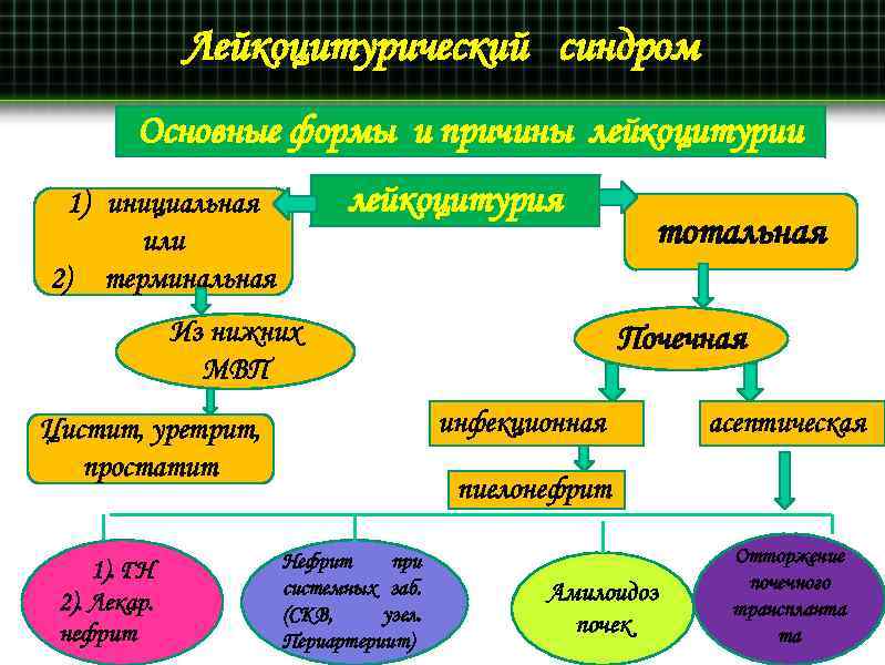 Лейкоцитурический синдром Основные формы и причины лейкоцитурии лейкоцитурия 1) инициальная или 2) терминальная Из