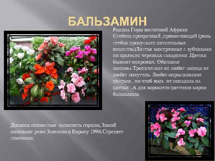 БАЛЬЗАМИН Родина Горы восточной Африки Стебель прозрачный , прямостоящий (роль стебля пропускает питательные вещества)Листья