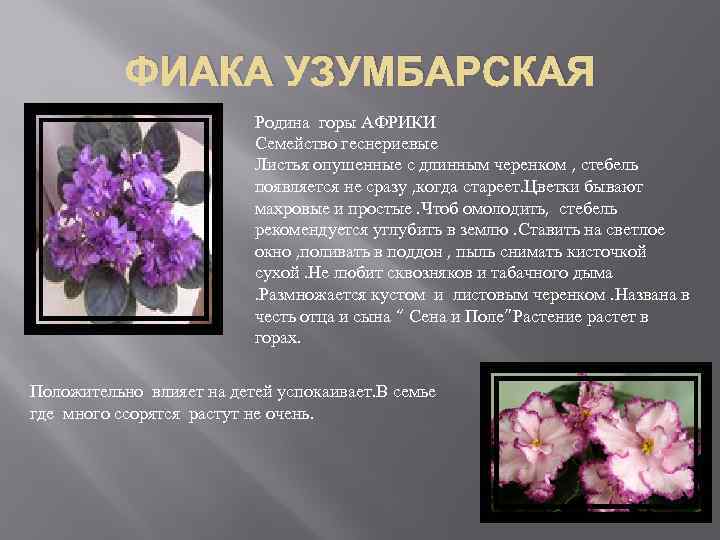 ФИАКА УЗУМБАРСКАЯ Родина горы АФРИКИ Семейство геснериевые Листья опушенные с длинным черенком , стебель