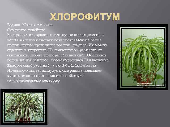 ХЛОРОФИТУМ Родина Южная Америка Семейство лилейные Быстро растет , красивые изогнутые листья , весной