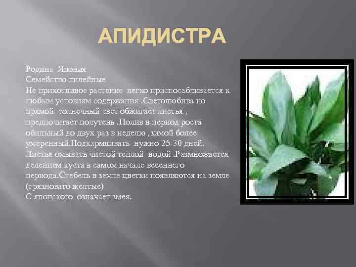 АПИДИСТРА Родина Япония Семейство лилейные Не прихотливое растение легко приспосабливается к любым условиям содержания.