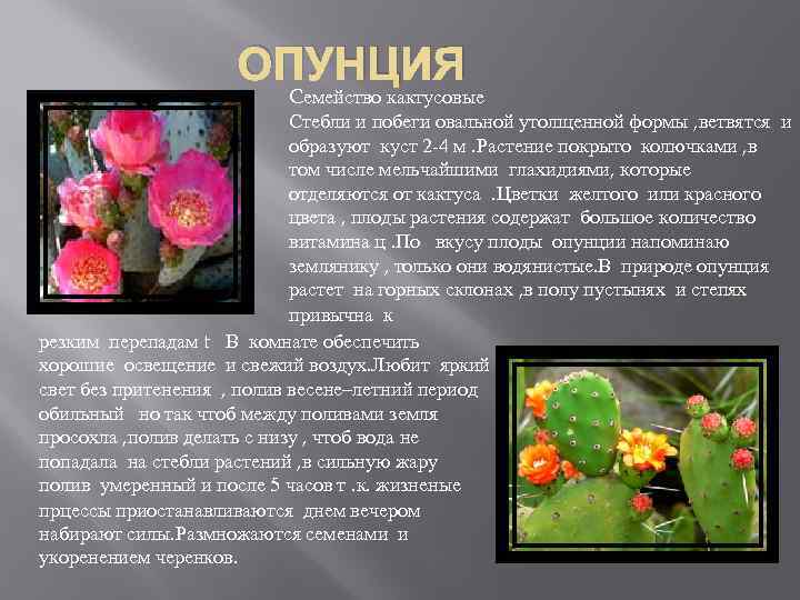 ОПУНЦИЯ Cемейство кактусовые Стебли и побеги овальной утолщенной формы , ветвятся и образуют куст