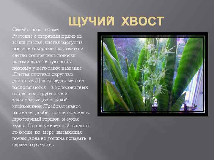 ЩУЧИЙ ХВОСТ Семейство агавовые Растение с твердыми прямо из земли листья , листья растут