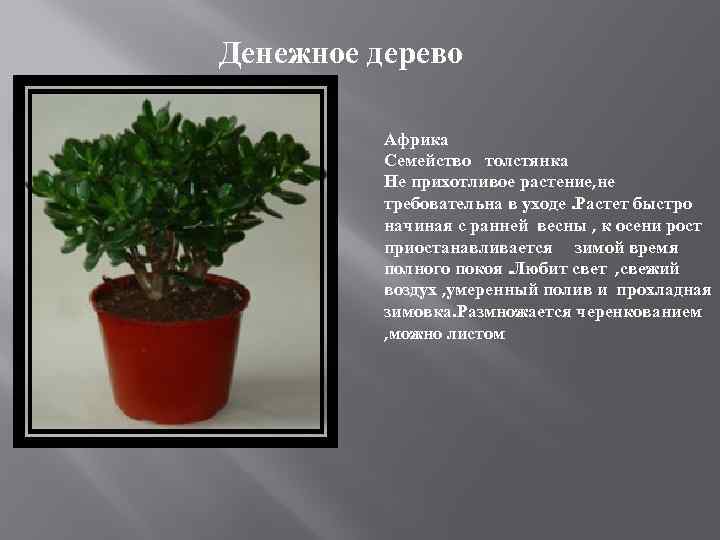 Денежное дерево Африка Семейство толстянка Не прихотливое растение, не требовательна в уходе. Растет быстро