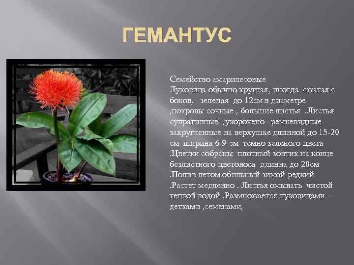 ГЕМАНТУС Cемейство амарилесовые Луковица обычно круглая, иногда сжатая с боков, зеленая до 12 см