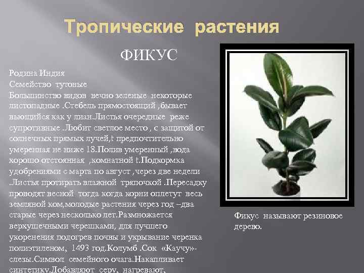 Тропические растения ФИКУС Родина Индия Семейство тутовые Большинство видов вечно зеленые некоторые листопадные. Стебель