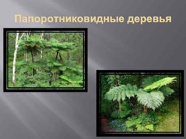 Папоротниковидные деревья 