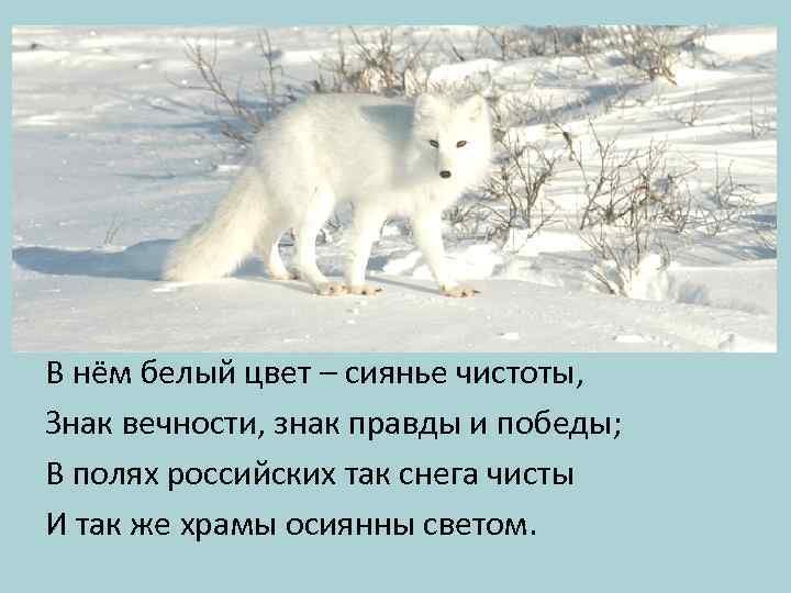 В нём белый цвет – сиянье чистоты, Знак вечности, знак правды и победы; В