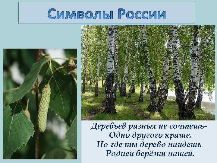 Деревьев разных не сочтешь. Одно другого краше. Но где ты дерево найдешь Родней берёзки