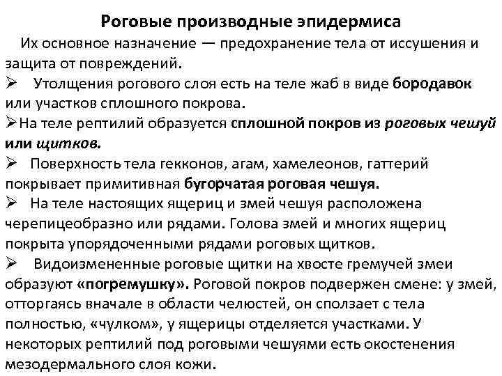Роговые производные эпидермиса Их основное назначение — предохранение тела от иссушения и защита от