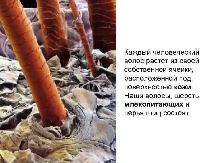 Каждый человеческий волос растет из своей собственной ячейки, расположенной под поверхностью кожи. Наши волосы,