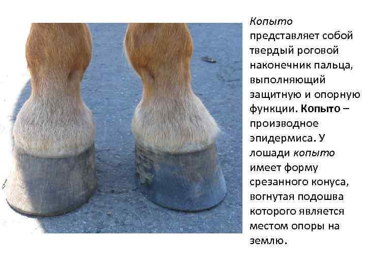 Копыто представляет собой твердый роговой наконечник пальца, выполняющий защитную и опорную функции. Копыто –
