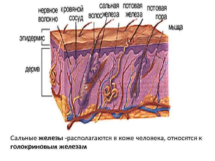 Где расположены сальные потовые железы и корни. Сальные железы кожи человека. Потовые железы кожи расположены в. Сальные и потовые железы находятся. Сальные и потовые железы дерма.