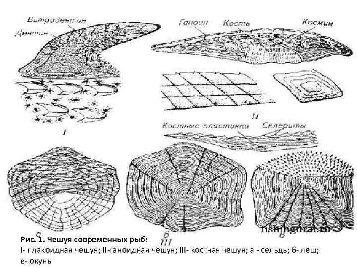 Корка кольцеобразная и чешуйчатая схемы