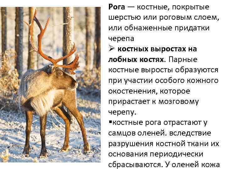 Рога — костные, покрытые шерстью или роговым слоем, или обнаженные придатки черепа Ø костных