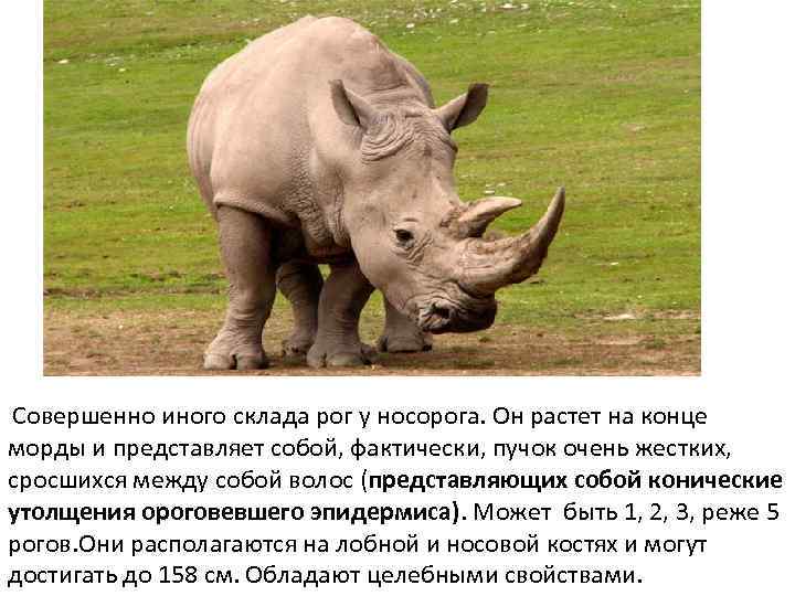 Совершенно иного склада рог у носорога. Он растет на конце морды и представляет собой,