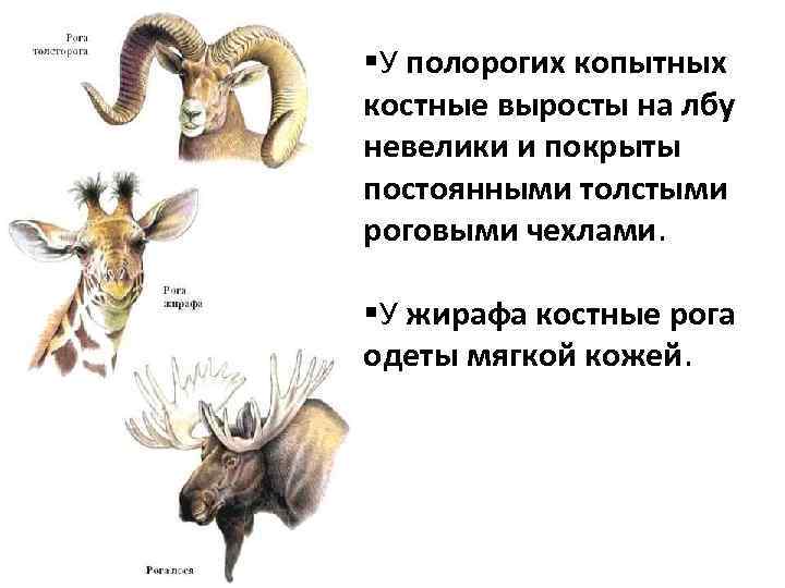 §У полорогих копытных костные выросты на лбу невелики и покрыты постоянными толстыми роговыми чехлами.
