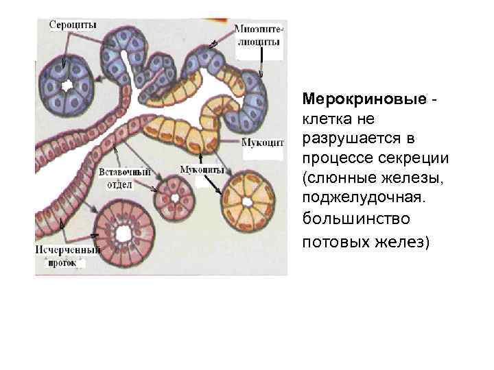Мерокриновые клетка не разрушается в процессе секреции (слюнные железы, поджелудочная. большинство потовых желез) 