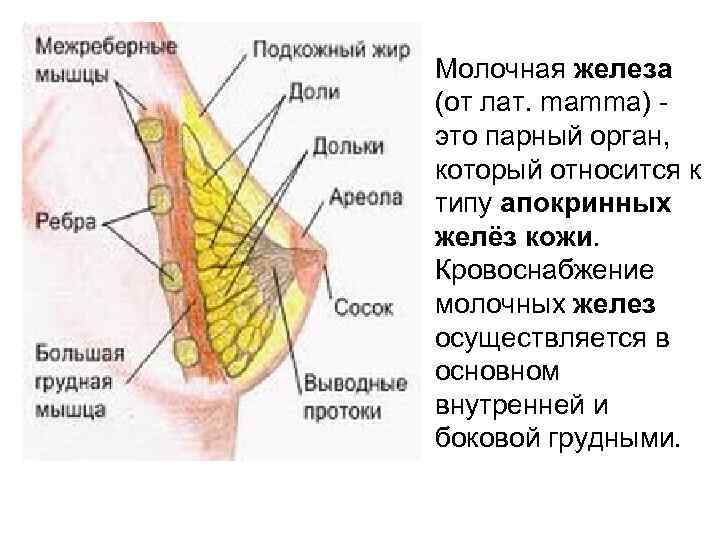 Молочная железа (от лат. mamma) это парный орган, который относится к типу апокринных желёз