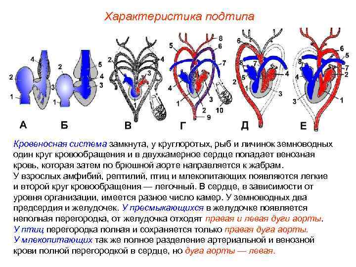 Характеристика подтипа Кровеносная система замкнута, у круглоротых, рыб и личинок земноводных один круг кровообращения