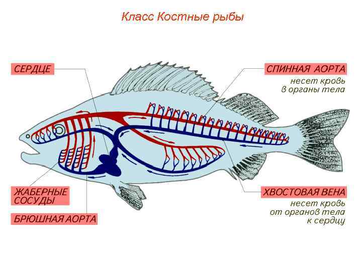 Класс Костные рыбы 