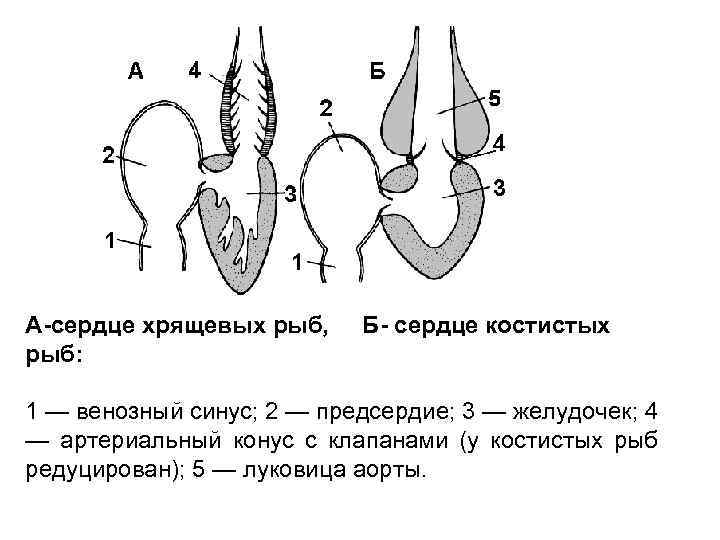 А-сердце хрящевых рыб, рыб: Б- сердце костистых 1 — венозный синус; 2 — предсердие;