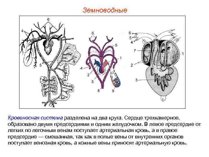 Земноводные Кровеносная система разделена на два круга. Сердце трехкамерное, образовано двумя предсердиями и одним