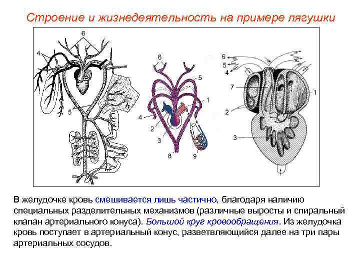 Строение и жизнедеятельность на примере лягушки В желудочке кровь смешивается лишь частично, благодаря наличию