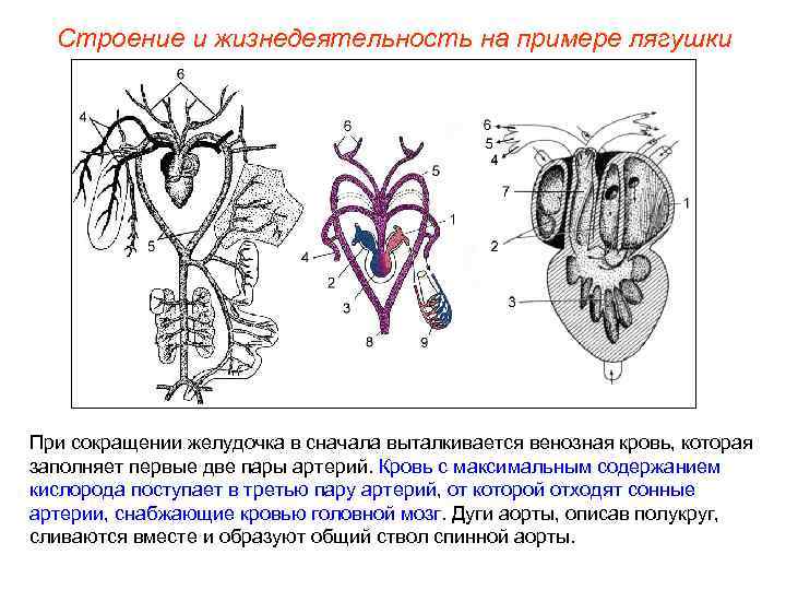 Строение и жизнедеятельность на примере лягушки При сокращении желудочка в сначала выталкивается венозная кровь,