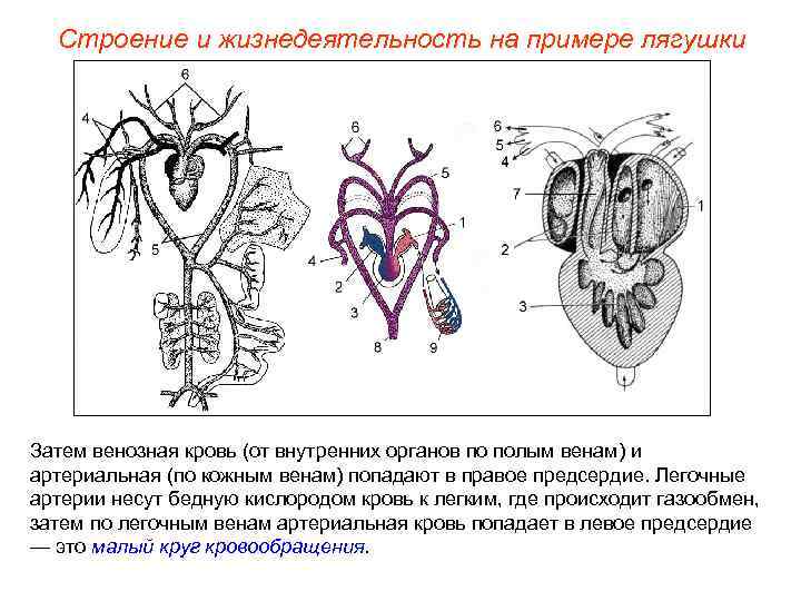 Строение и жизнедеятельность на примере лягушки Затем венозная кровь (от внутренних органов по полым