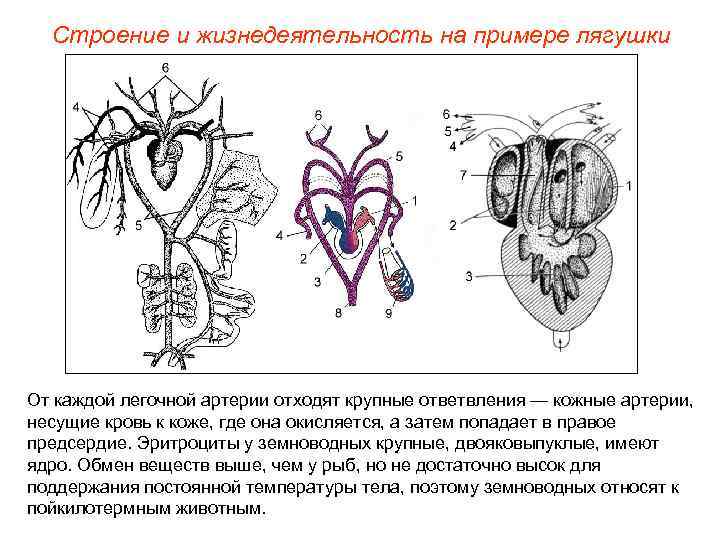 Строение и жизнедеятельность на примере лягушки От каждой легочной артерии отходят крупные ответвления —