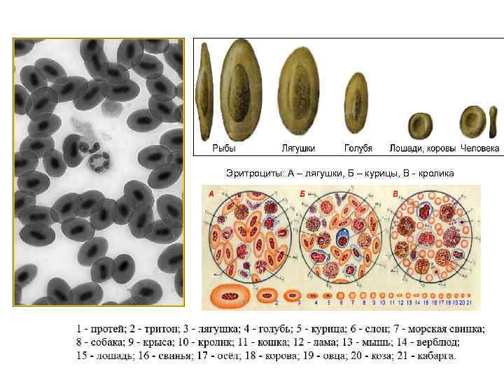 Эритроциты: А – лягушки, Б – курицы, В - кролика 