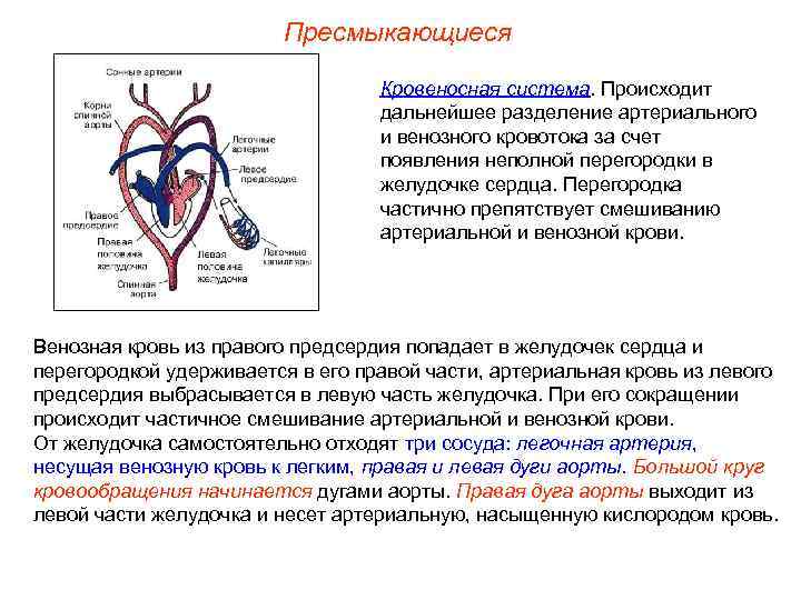 Пресмыкающиеся Кровеносная система. Происходит дальнейшее разделение артериального и венозного кровотока за счет появления неполной