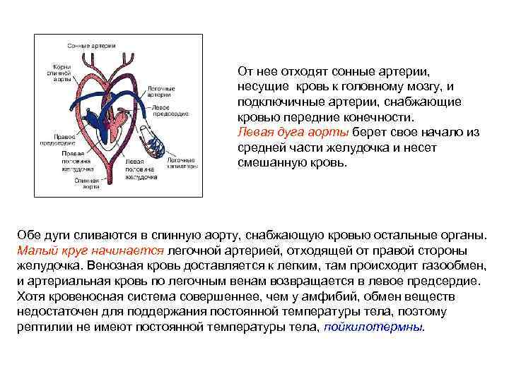 От нее отходят сонные артерии, несущие кровь к головному мозгу, и подключичные артерии, снабжающие