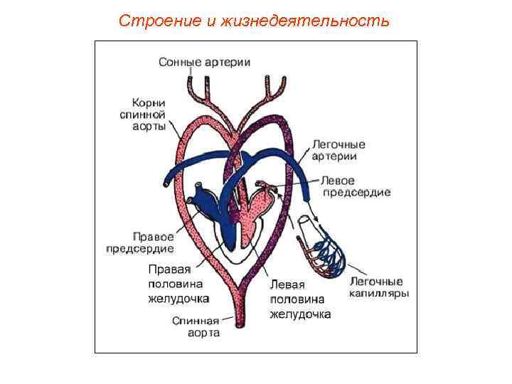 Строение и жизнедеятельность 