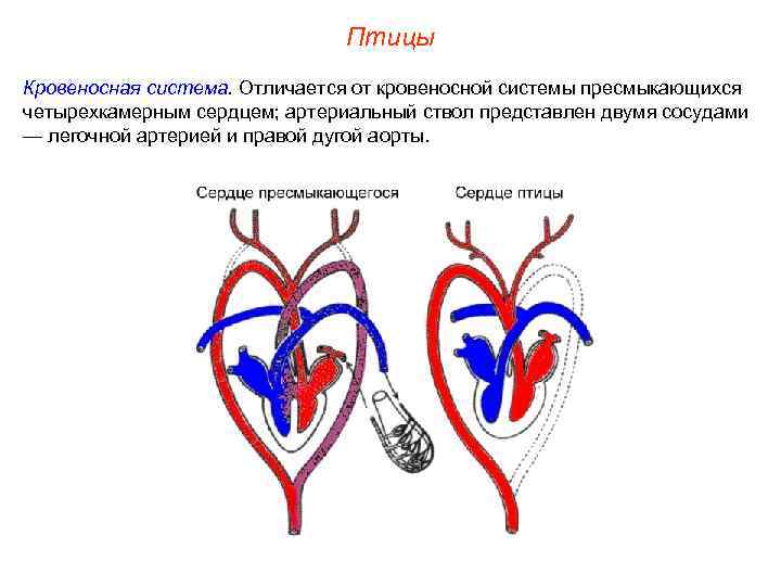 Птицы Кровеносная система. Отличается от кровеносной системы пресмыкающихся четырехкамерным сердцем; артериальный ствол представлен двумя