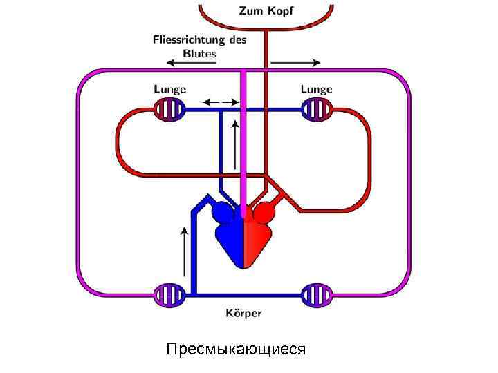 Пресмыкающиеся 