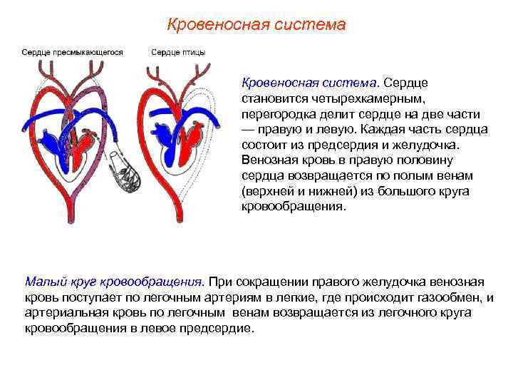 Кровеносная система. Сердце становится четырехкамерным, перегородка делит сердце на две части — правую и