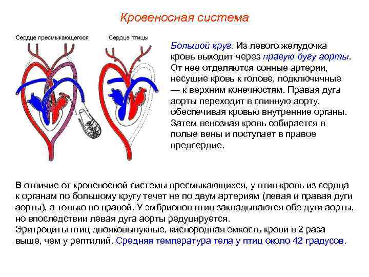 Кровеносная система Большой круг. Из левого желудочка кровь выходит через правую дугу аорты. От