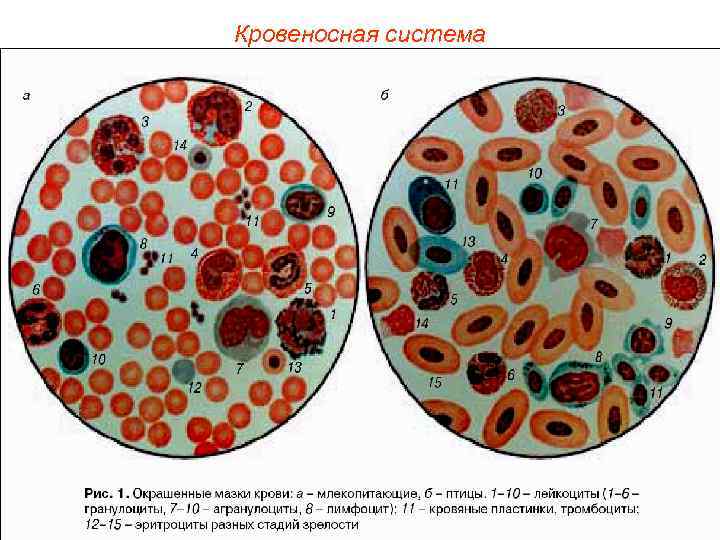 Кровеносная система 