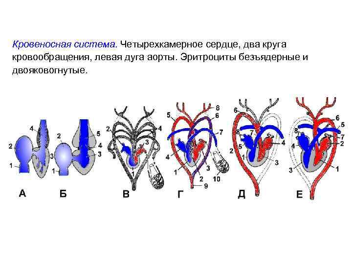 Кровеносная система. Четырехкамерное сердце, два круга кровообращения, левая дуга аорты. Эритроциты безъядерные и двояковогнутые.