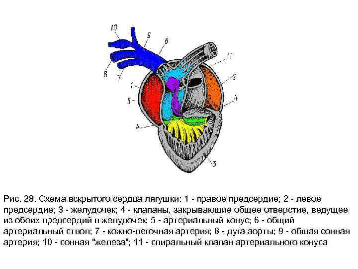 Схема строения сердца земноводных