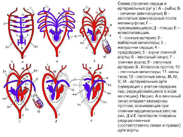 Сравнение сердца птиц и млекопитающих. Эволюция кровеносной системы позвоночных животных схема. Схема строения сердца земноводных. Дуги аорты у амфибий. Строение сердца земноводных.