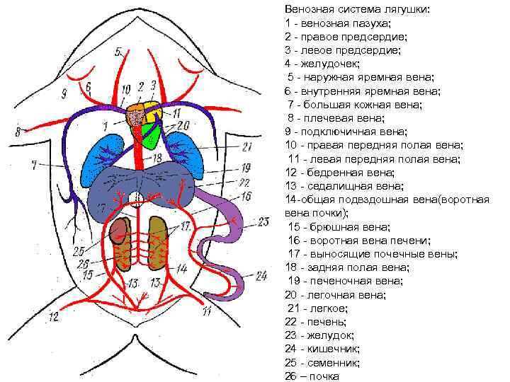 Пазуха с венозной кровью 5 букв. Схема артериальной системы лягушки с брюшной стороны. Венозная система лягушки. Схема венозной системы лягушки. Венозная система амфибий.