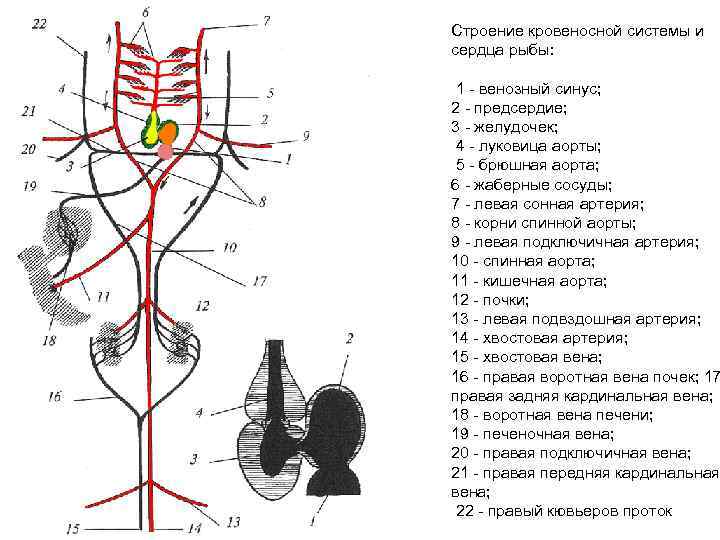  Строение кровеносной системы и сердца рыбы: 1 - венозный синус; 2 - предсердие;