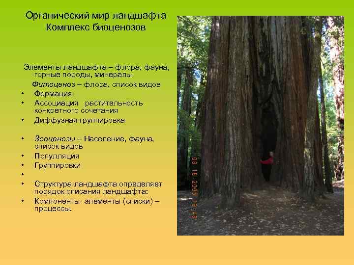 Органический мир ландшафта Комплекс биоценозов Элементы ландшафта – флора, фауна, горные породы, минералы Фитоценоз