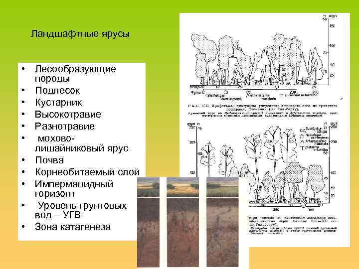 Ландшафтные ярусы • Лесообразующие породы • Подлесок • Кустарник • Высокотравие • Разнотравие •