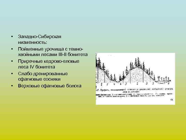  • • • Западно-Сибирская низменность: Пойменные урочища с темнохвойными лесами III-II бонитета Приречные